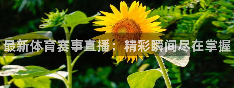 最新体育赛事直播：精彩瞬间尽在掌握
